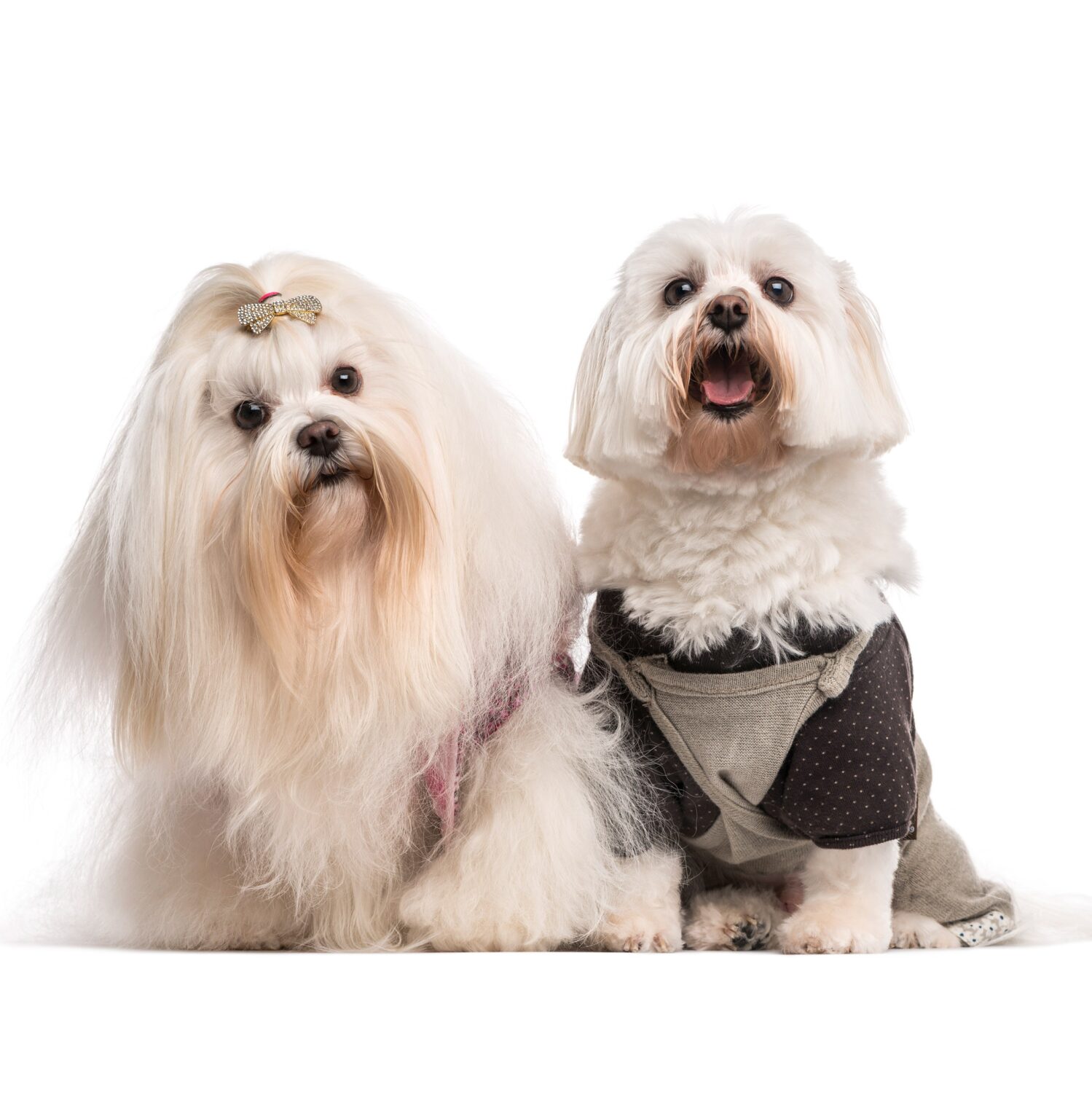 Centro canino