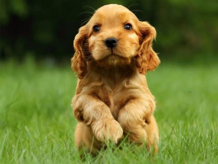 Cocker-Spaniel-Ingles