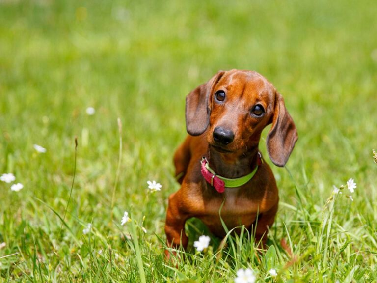 cachorros-del-valle-toledo-
