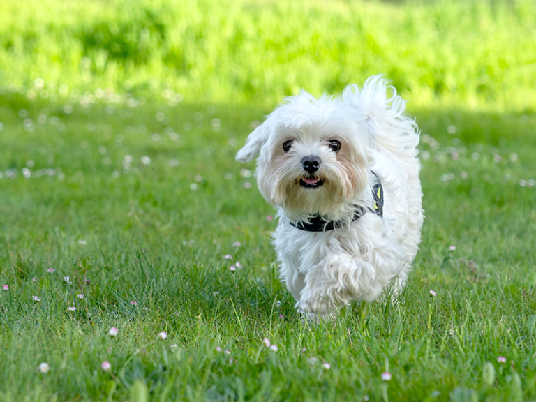 bichon-maltes-coreano-768x576