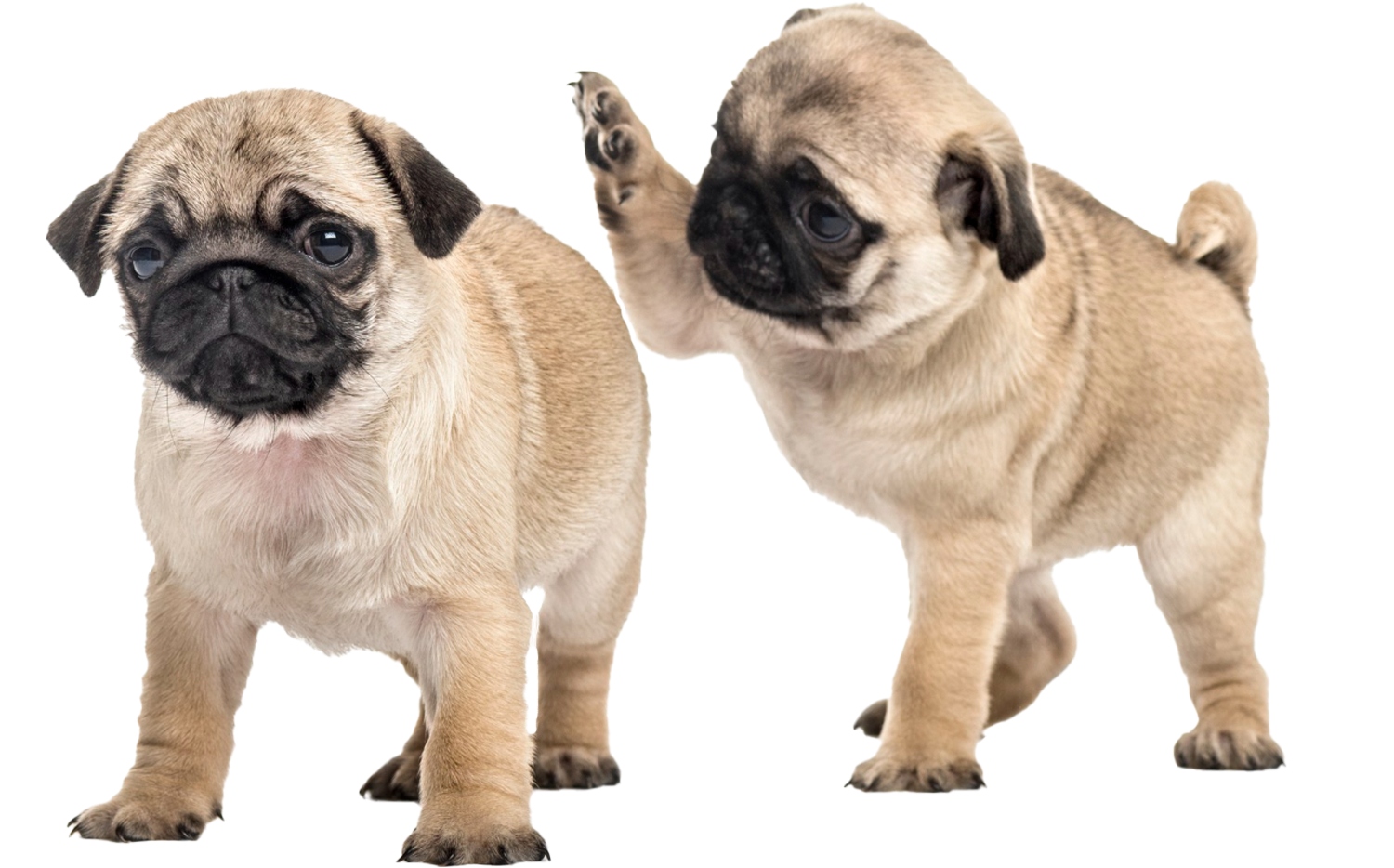 cachorros-pug-