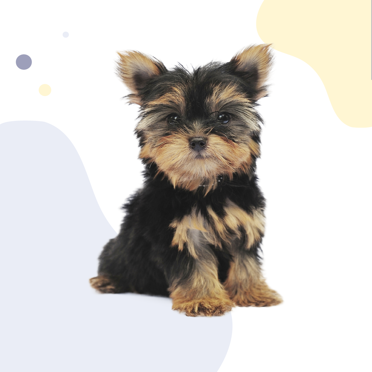 cachorro-de-york-shire-del-valle-toledo