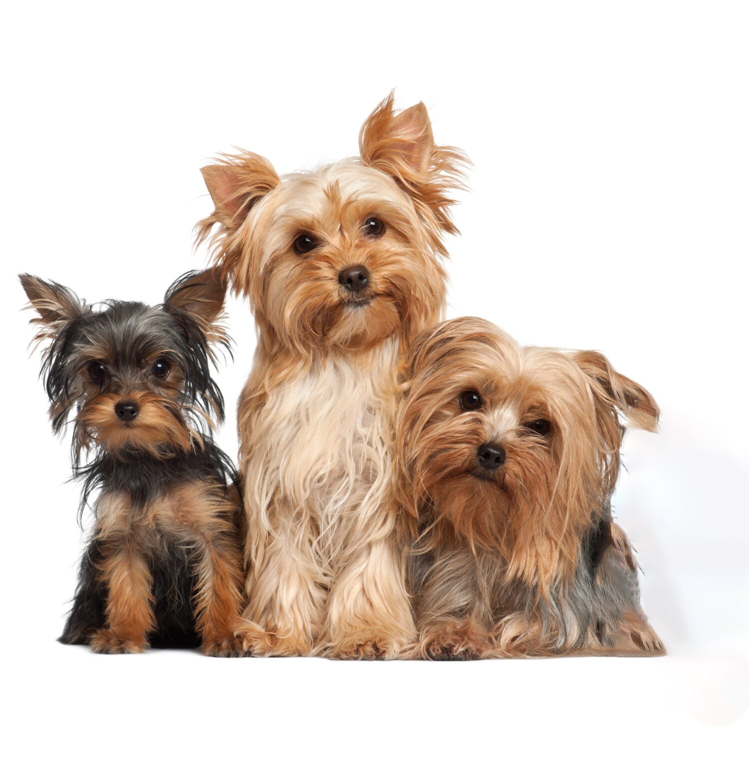 yorkshire-terrier-adultos