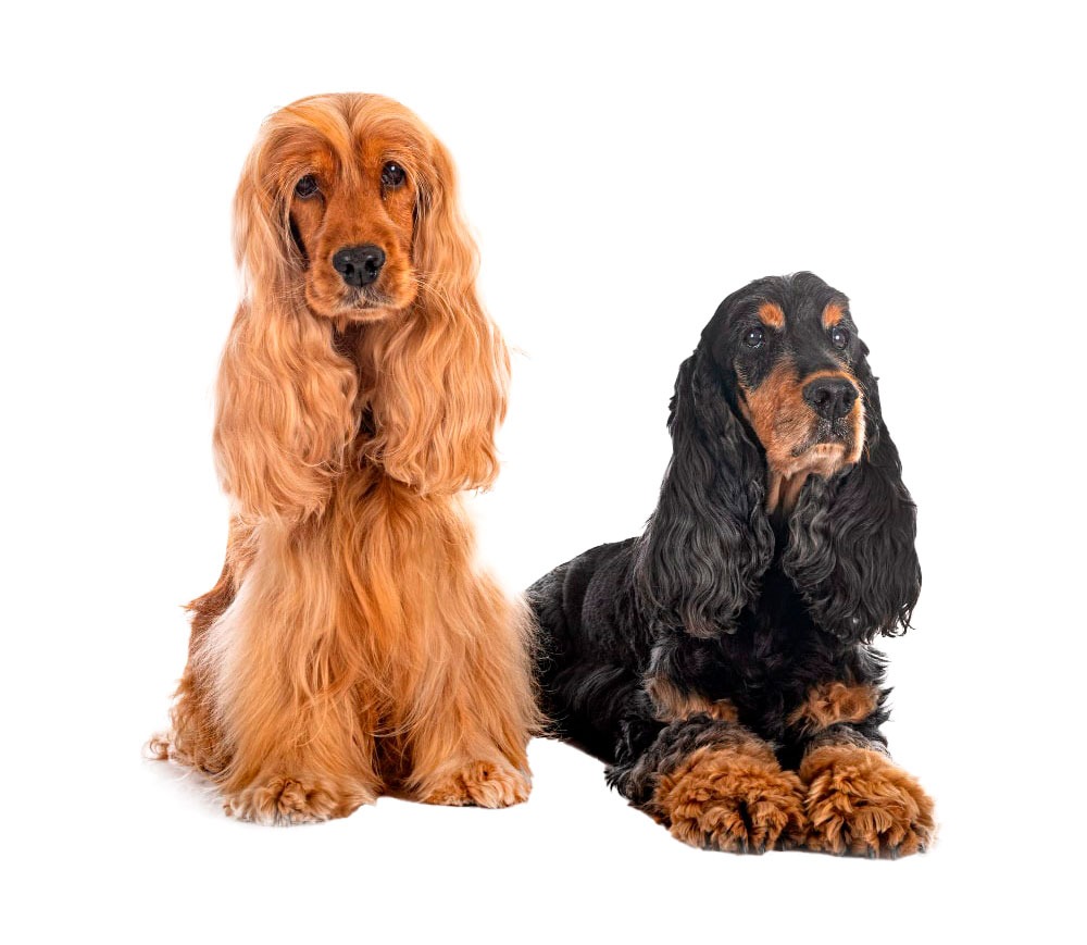 Veterinarios con relación calidad-precio