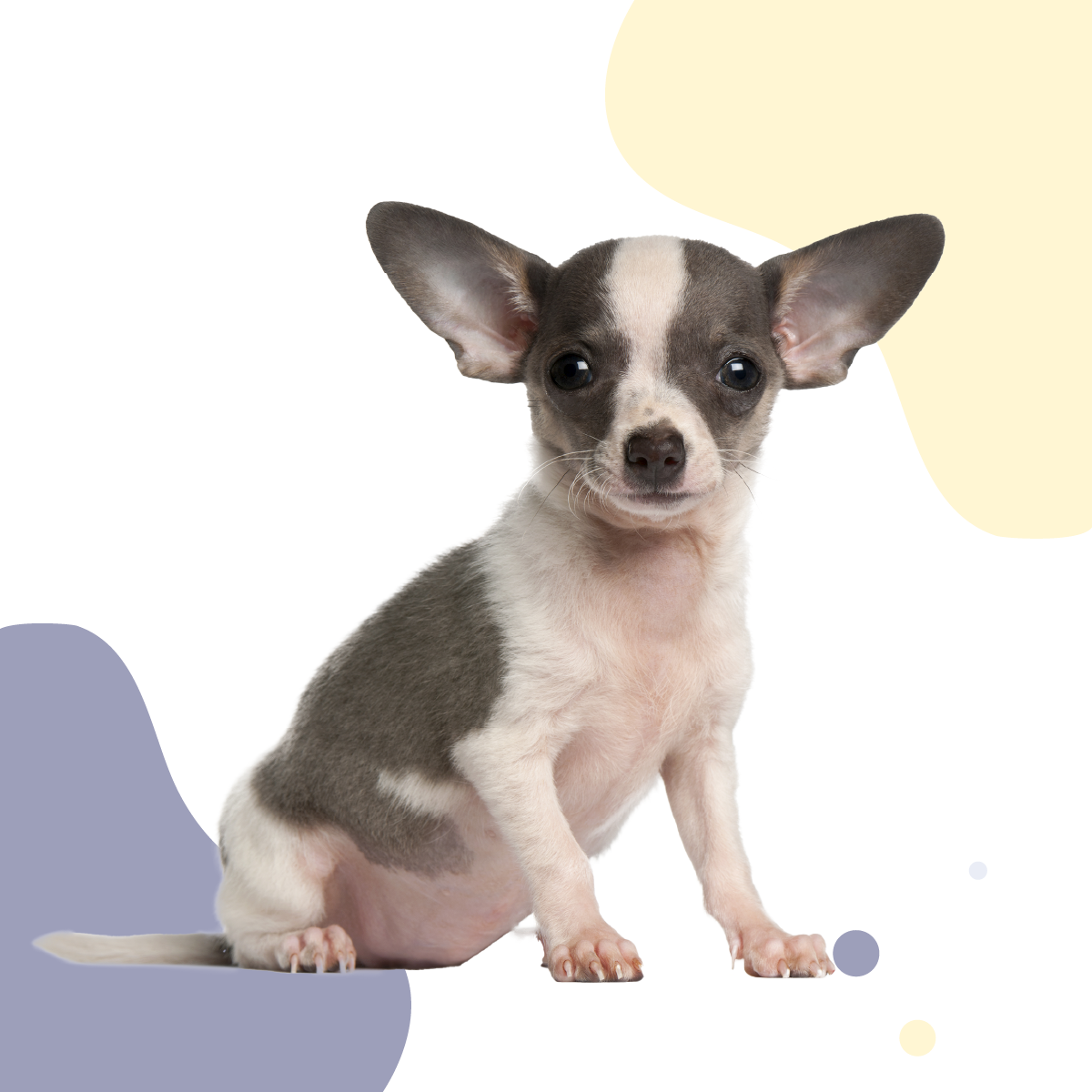 Cachorro-chihuahua-del-valle-toledo