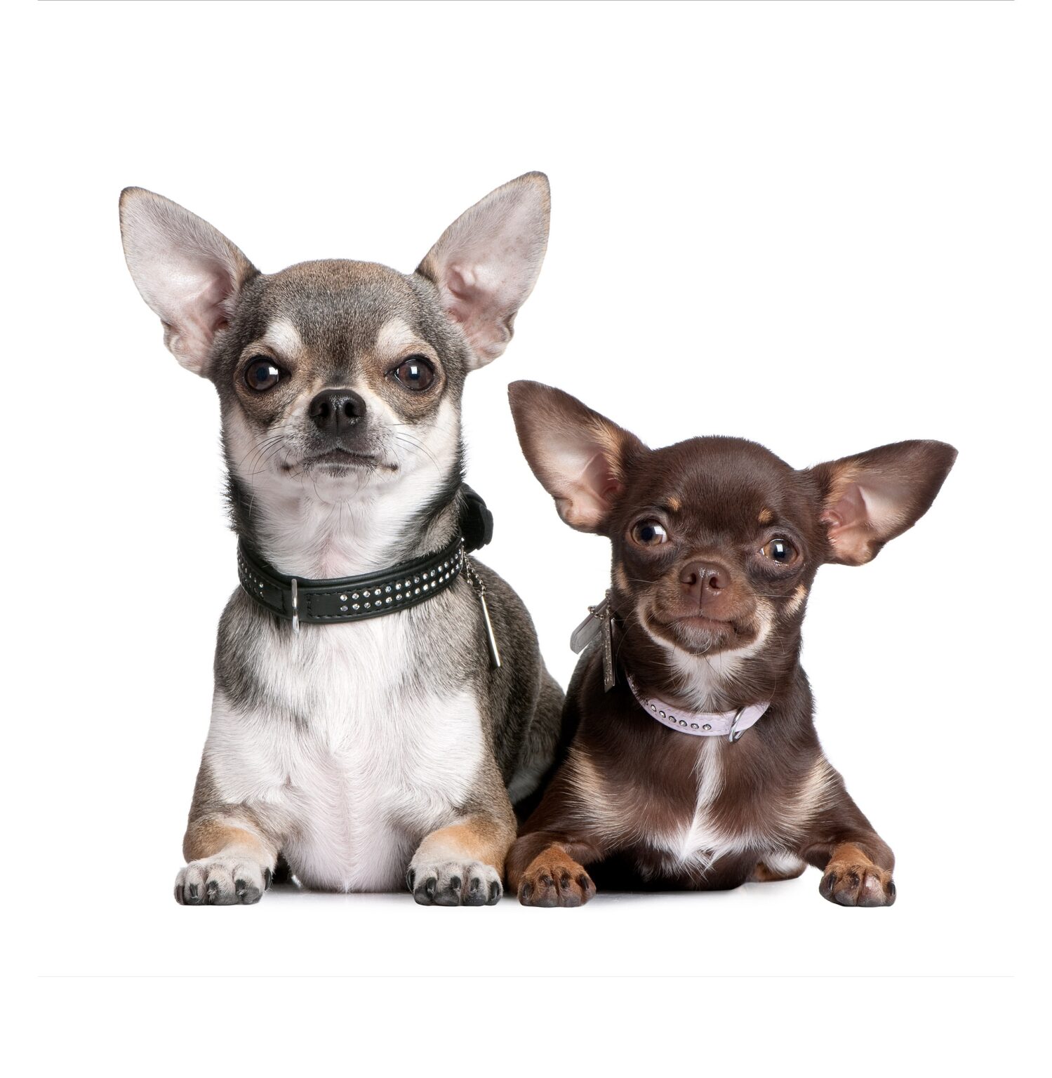 chihuahua-adultos