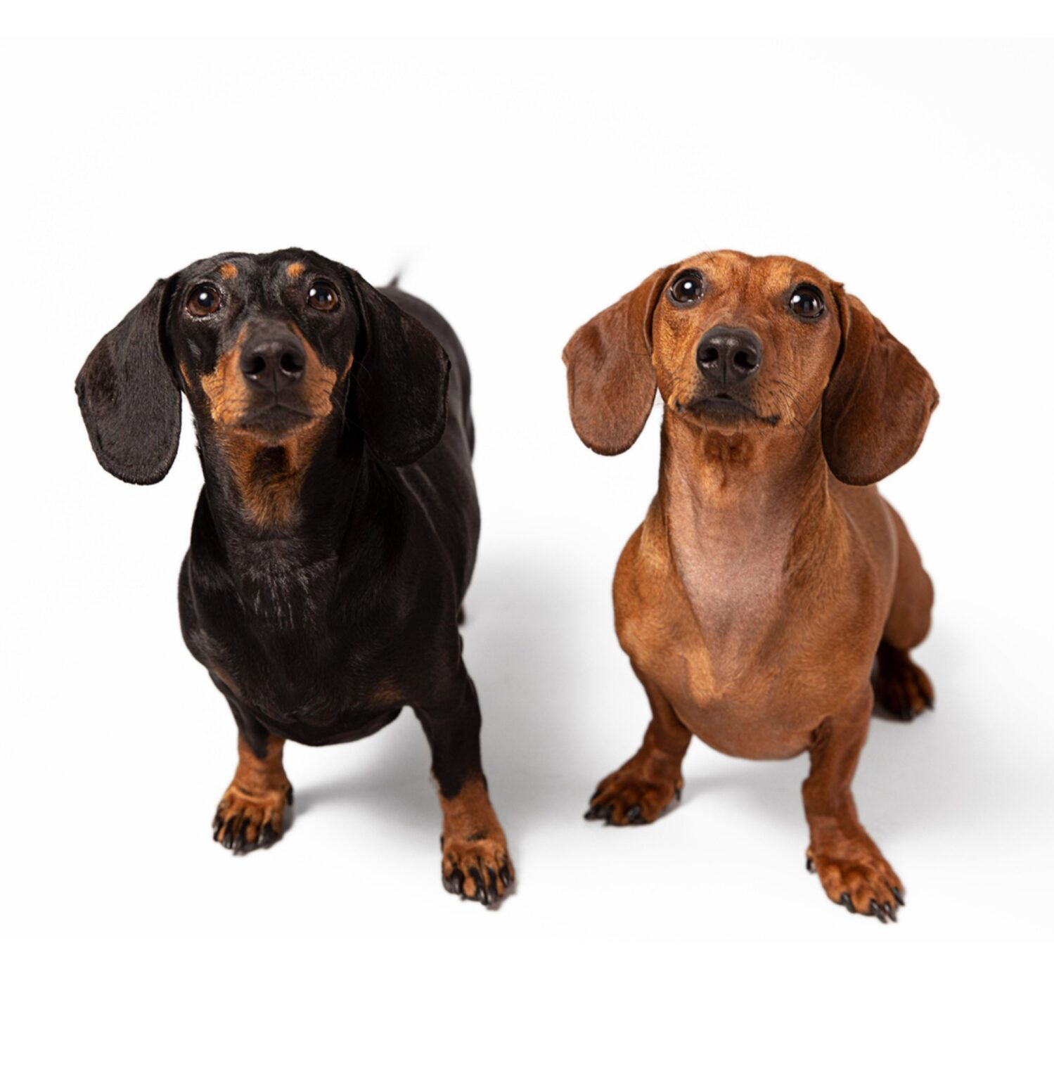 El mejor centro canino madrid