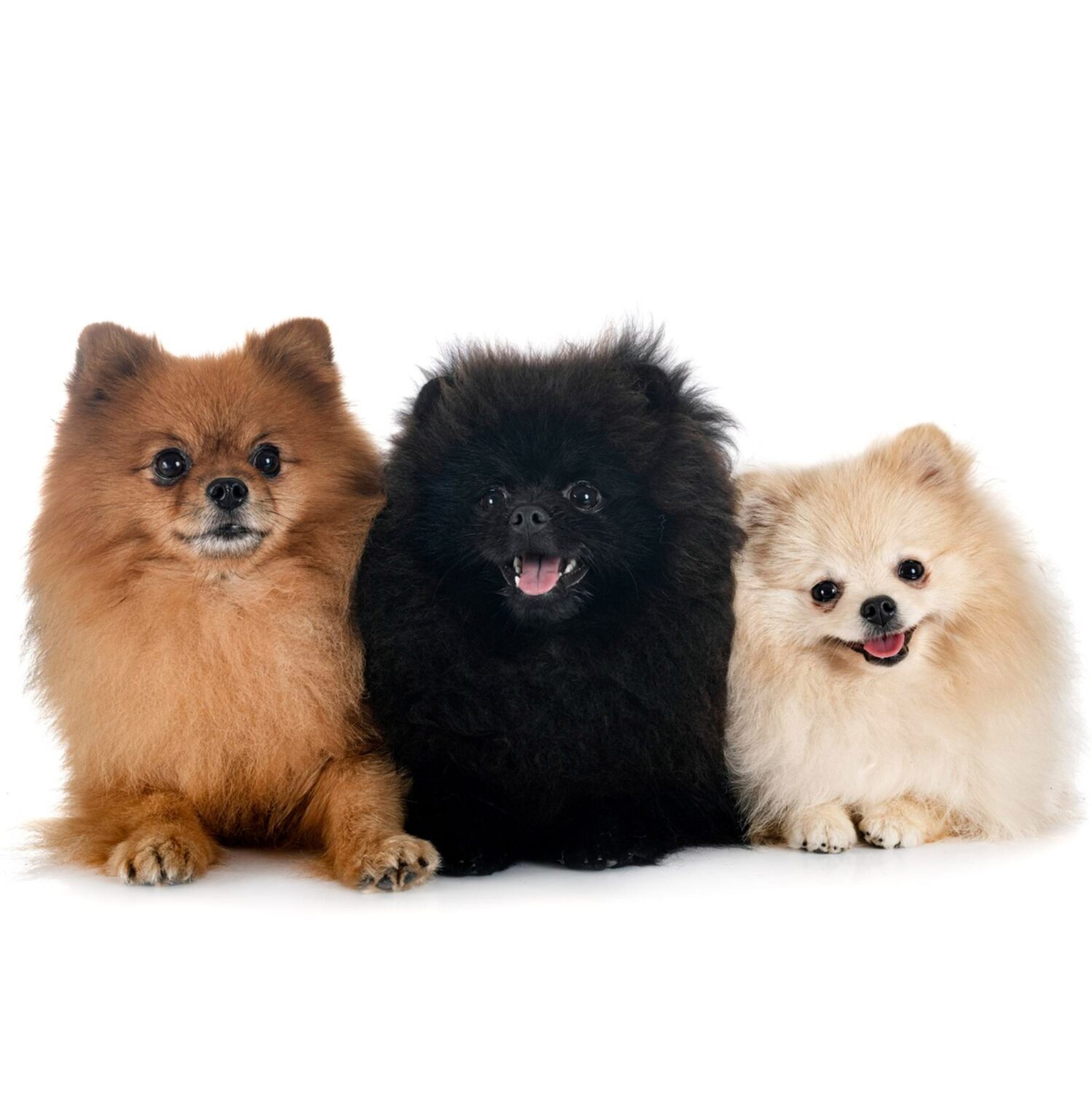 Centro veterinario para mascotas