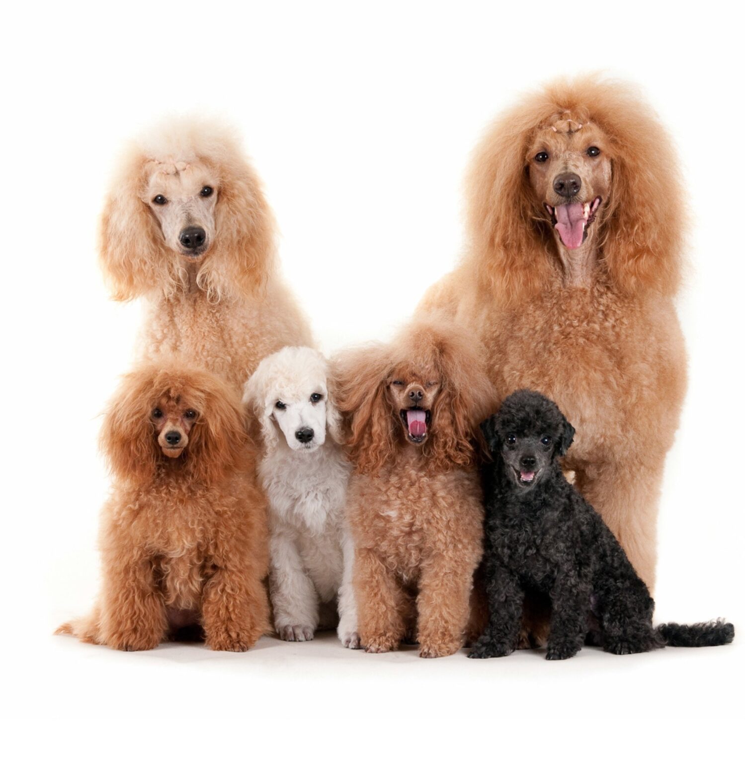 Comprar perros con pedigrí